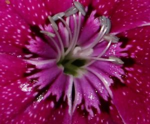 dianthus macro pollen