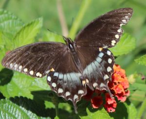 lantana and black swallowtail IMG_5341 det