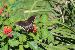 lantana and black swallowtail IMG_5341